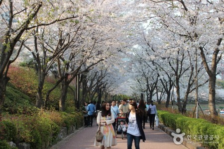 石村湖水桜祭り