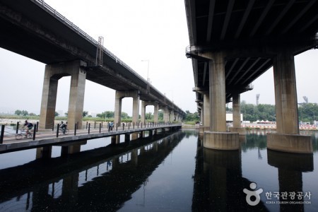 Tancheon Stream (탄천)