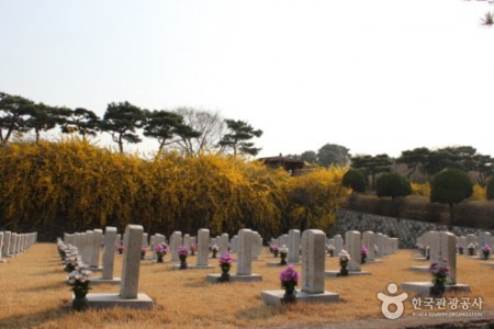 Seoul National Cemetery Event with Weeping Cherry Blossoms 