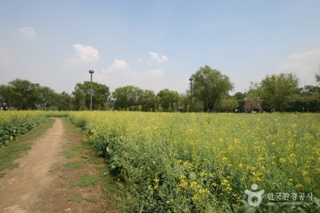 Hangang Seoraeseom Canola Festival 