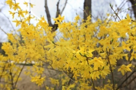 Eungbongsan Mountain Forsythia Festival 