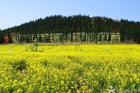 西帰浦菜の花国際ウォーキング大会