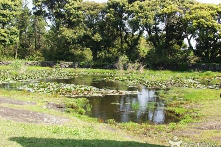 Honinji Pond 