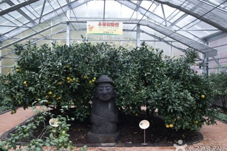 Citrus Museum 