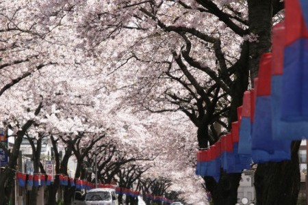 済州ソサラ文化通り祭り