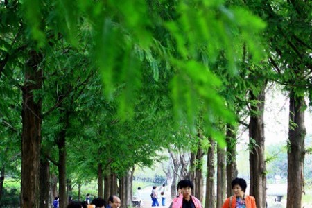 京畿道立水香樹木園