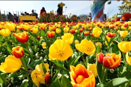 Everland Tulip Festival (에버랜드 튤립축제)