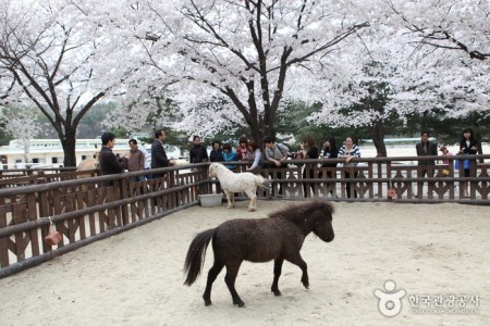 首尔Let's run park