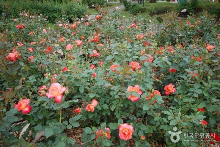 ソウル大公園薔薇園