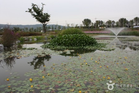 九里市民漢江公園(コスモス公園)