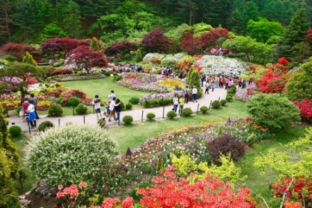 アチムゴヨ樹木園春祭り