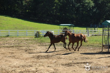 Wondang Horse Ranch 