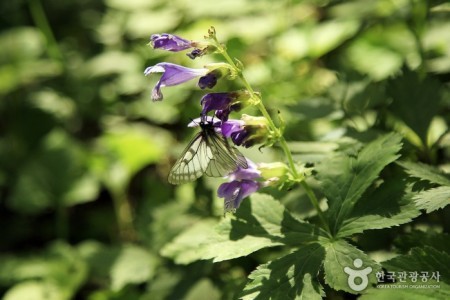 Cheonmasan County Park 