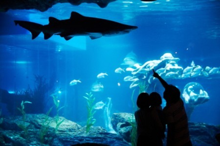 釜山水族館