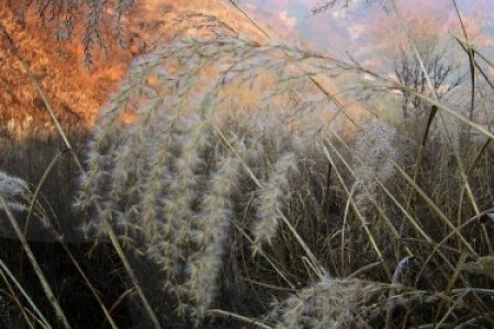 Min-dung山紫芒花節