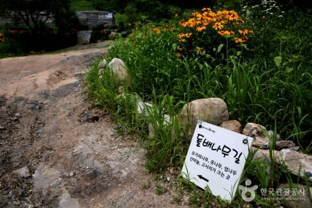 Gohan Hambaeksan Wildflower Festival 