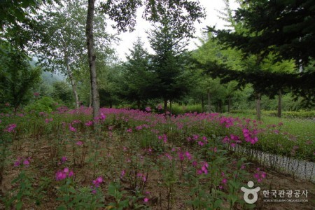 加里山自然休養林（가리산자연휴양림）