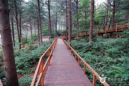 Cheongtaesan National Recreational Forest 