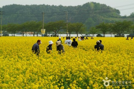 Samcheok Maengbang Canola Flower Festival 