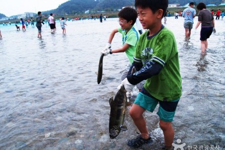 Salmon Festival in Yangyang 