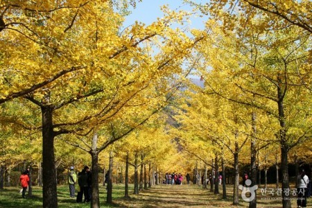 Hongcheon Ginkgo Forest 