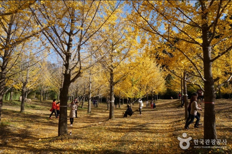 Hongcheon Ginkgo Forest | 홍천 은행나무숲 : TRIPPOSE