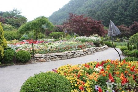 アチムゴヨ韓半島の野生の花展