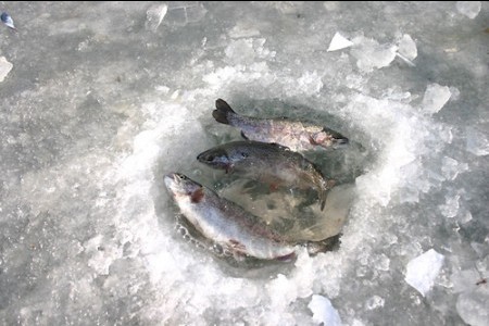 北漢江大成里鱒魚節