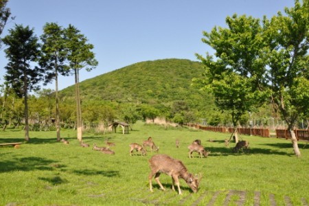 Roe Deer Observation Center 