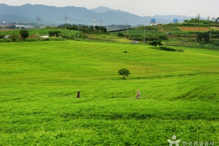 Borinara Hagwon Farm 