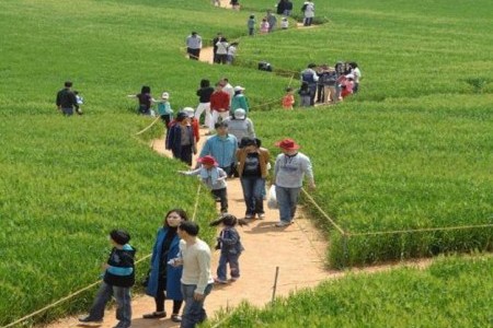 高敞青麦田庆典 