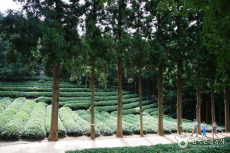 Daehan Dawon Tourist Tea Plantation 