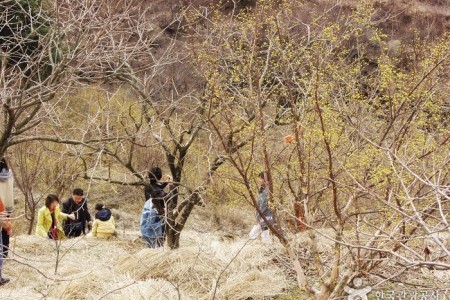 求礼山茱萸村