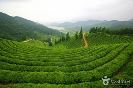 Botjae茶園