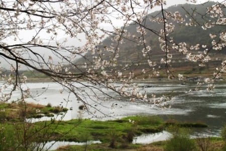 Seomjingang Riverside Cherry Flower Festival 