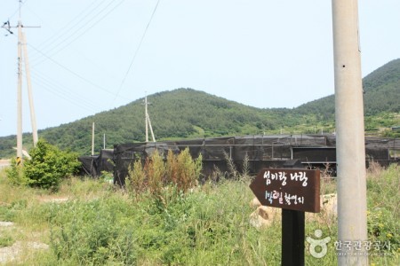 青山岛慢走节