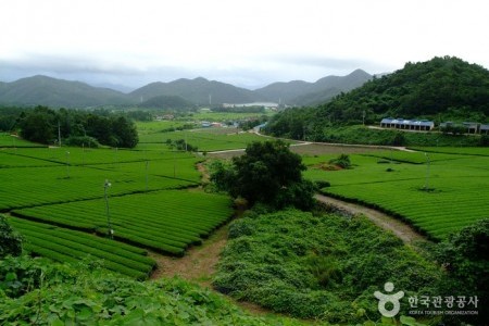 全羅南道康津茶園