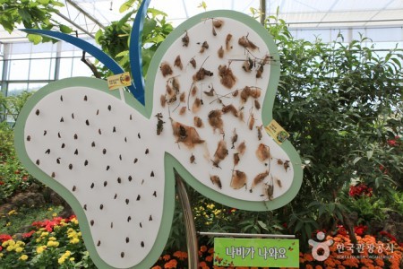 Hampyeong Butterfly Festival 