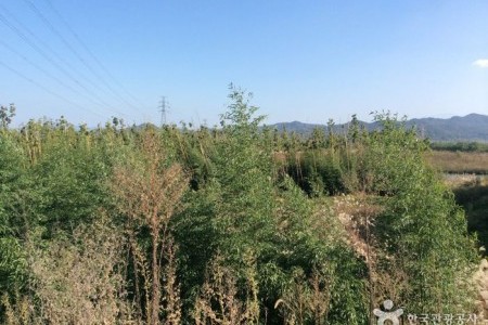 Damyang Bamboo Forest (Damyang Marsh) (담양대나무숲 - 담양습지)