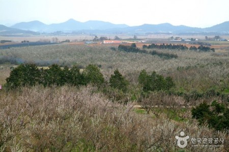 BoHae梅子農園보해매실농원