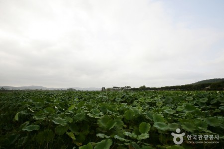 務安回山白蓮池(무안회산백련지)