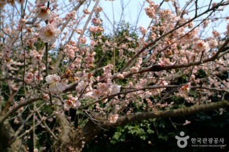 海南地端梅花节