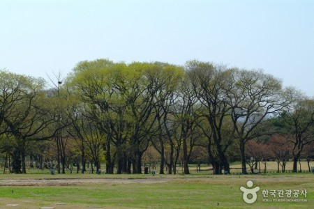 Gyeongju Gyerim Forest 