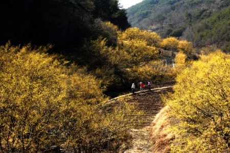 義城山茱萸花祭り