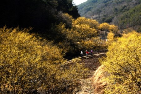 義城山茱萸慶典