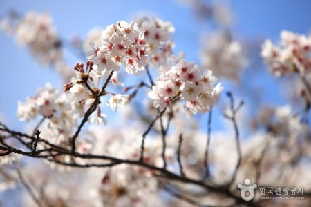 Jinhae Gunhangje Festival 