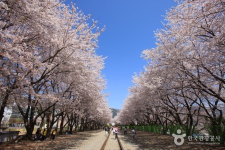 慶和駅桜道