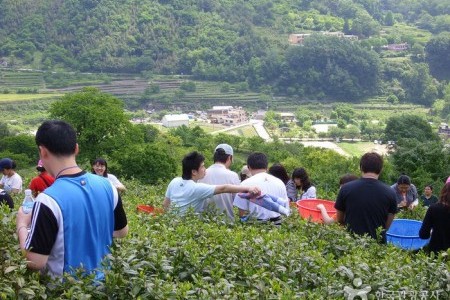 河東 野生茶文化祭り