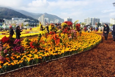 馬山カゴパ菊花祭り