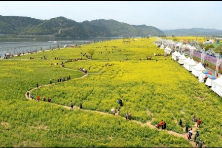 昌寧洛東江油菜花節